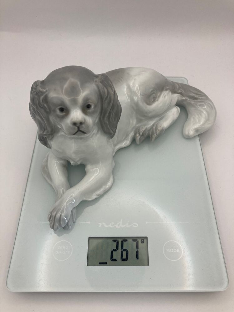 Cavalier King Charles