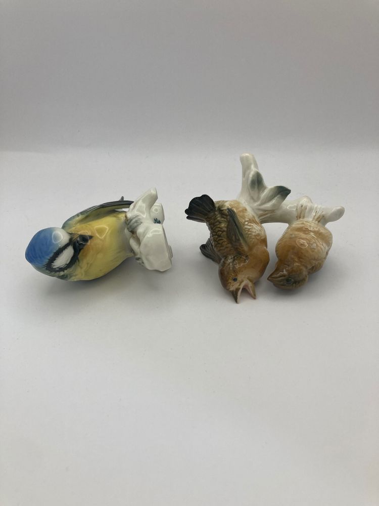 Tit and sparrows