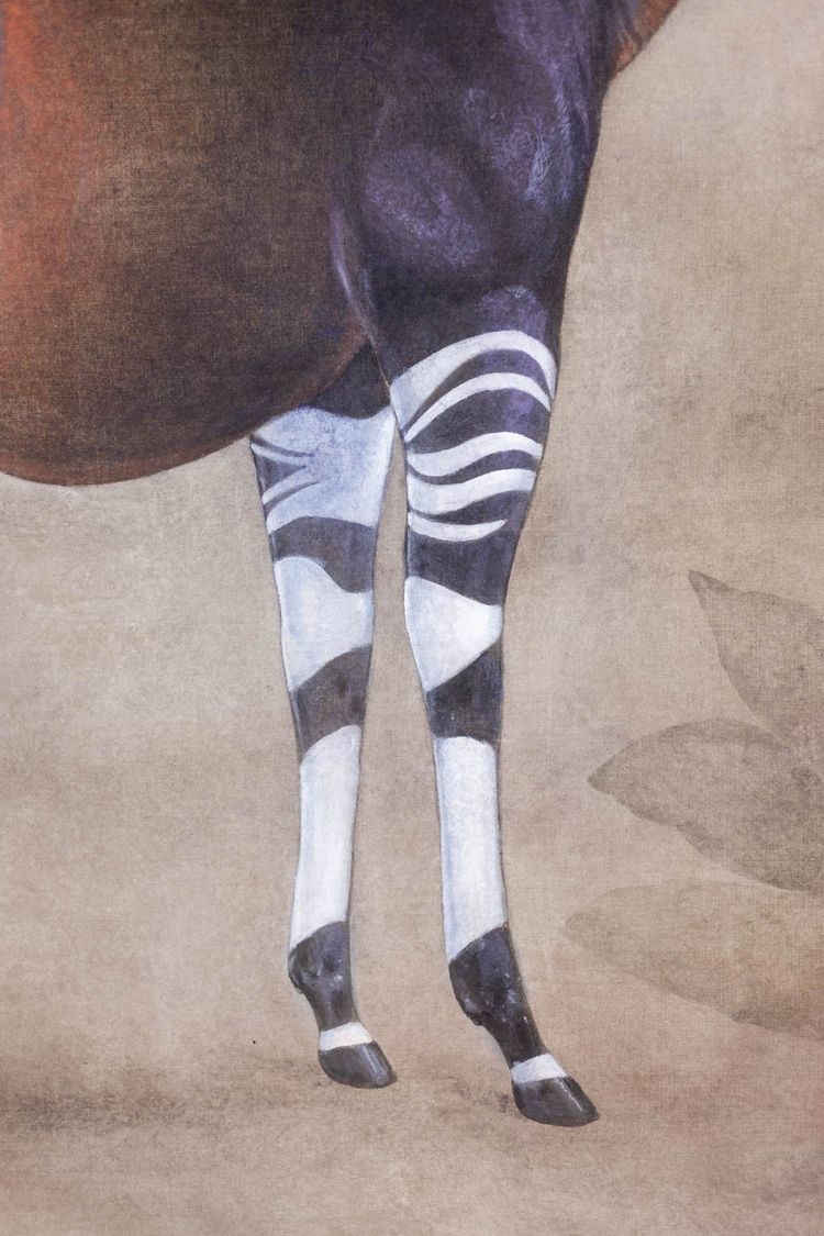 Bemalte Leinwand mit der Darstellung eines Okapi auf grauem Hintergrund. Zeitgenössisch.LS63391621B