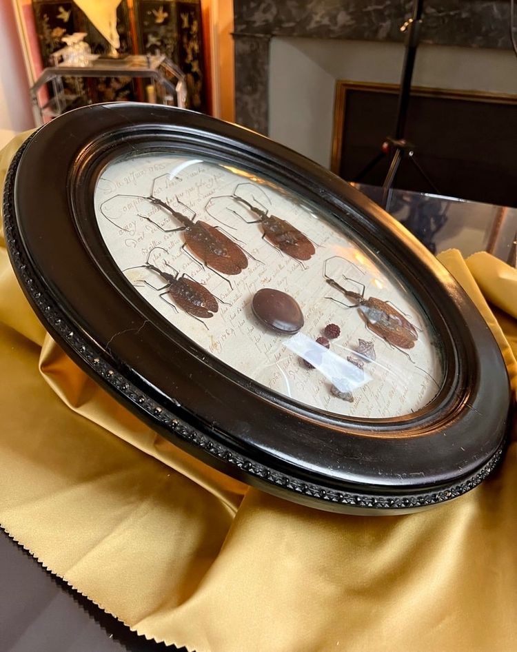Napoleon III Oval Wall Frame - Insectes Scarabées - Cabinet De Curiosités
