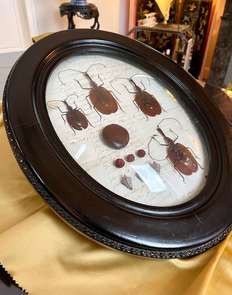 Napoleon III Oval Wall Frame - Insectes Scarabées - Cabinet De Curiosités