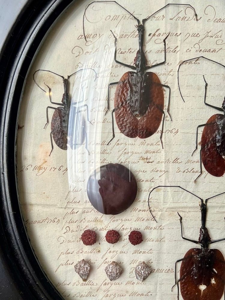 Napoleon III Oval Wall Frame - Insectes Scarabées - Cabinet De Curiosités