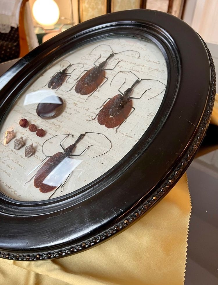 Napoleon III Oval Wall Frame - Insectes Scarabées - Cabinet De Curiosités