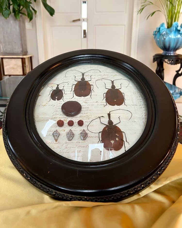 Napoleon III Oval Wall Frame - Insectes Scarabées - Cabinet De Curiosités