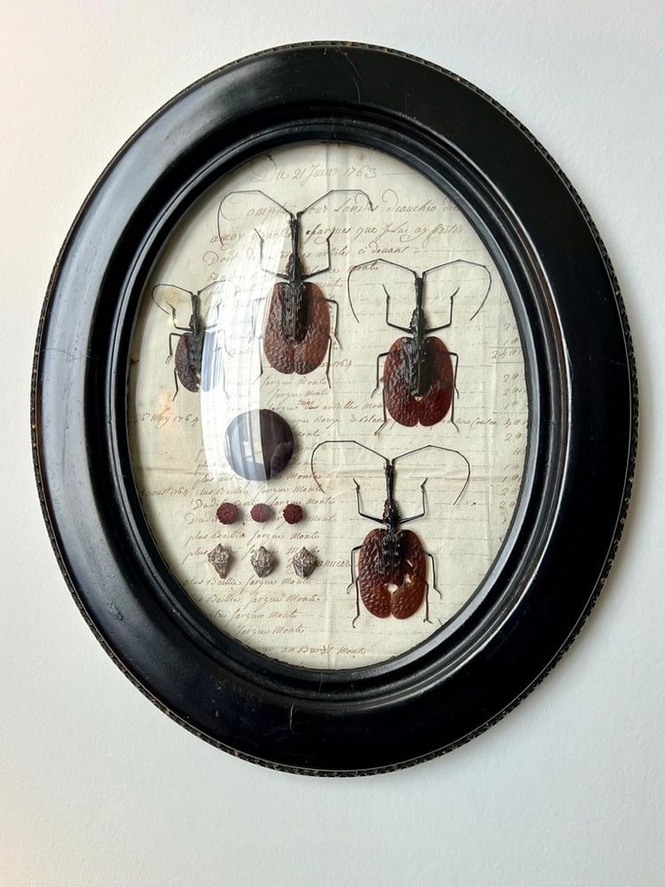 Napoleon III Oval Wall Frame - Insectes Scarabées - Cabinet De Curiosités