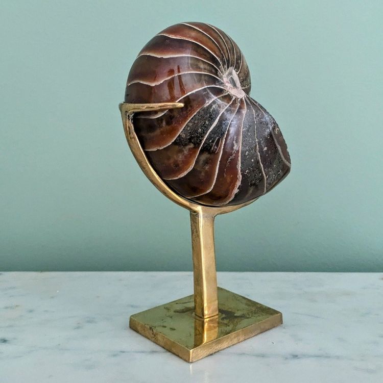 Wunderkammer - Nautile fossilisé, Madagascar - socle en laiton