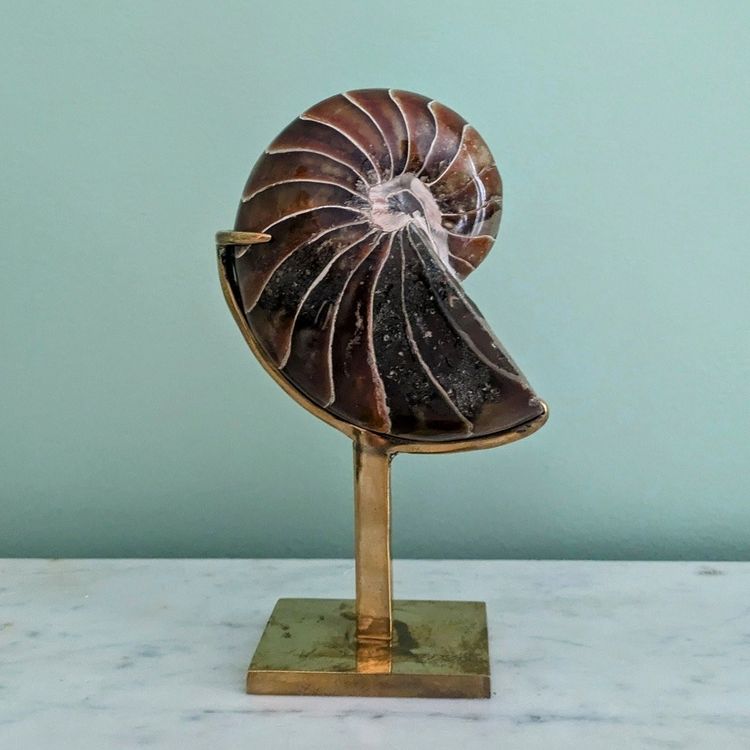 Wunderkammer - Nautile fossilisé, Madagascar - socle en laiton