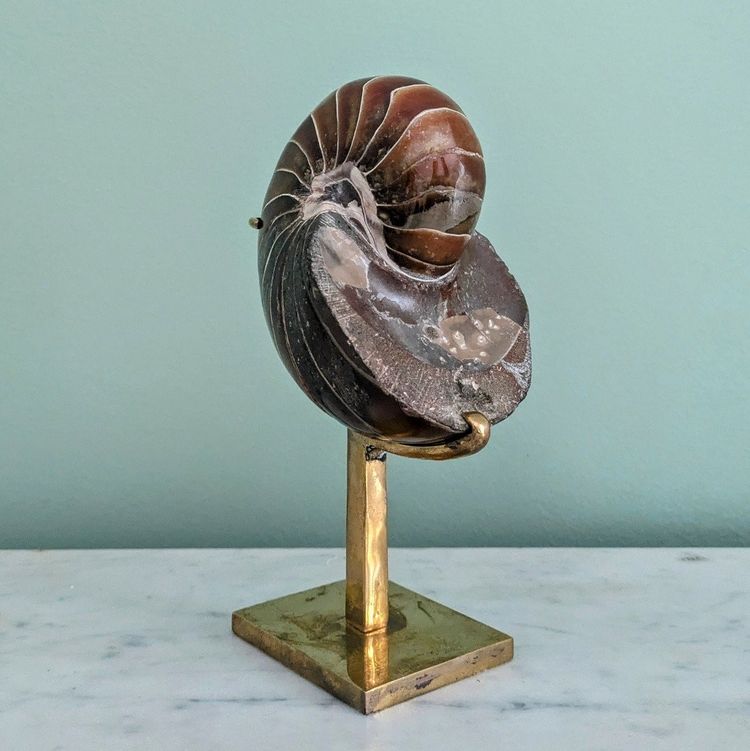 Wunderkammer - Nautile fossilisé, Madagascar - socle en laiton
