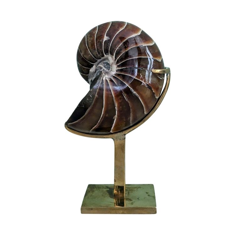 Wunderkammer - Nautile fossilisé, Madagascar - socle en laiton