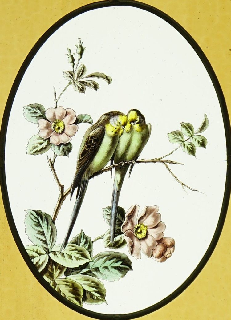 Stained glass - Stained glass windows - Parakeets on hawthorn