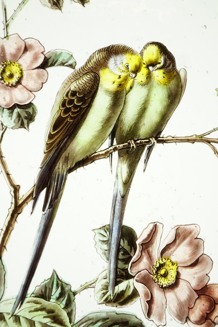 Stained glass - Stained glass windows - Parakeets on hawthorn