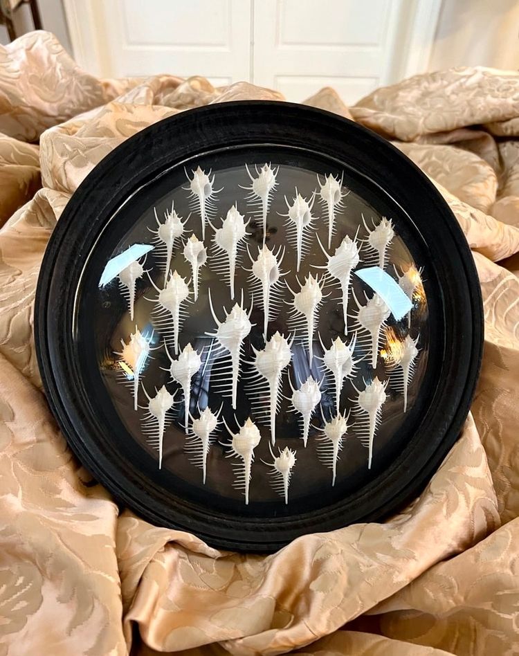 Wall Frame in the Style of Cabinets of Curiosities - Murex Shells Comb of Venus