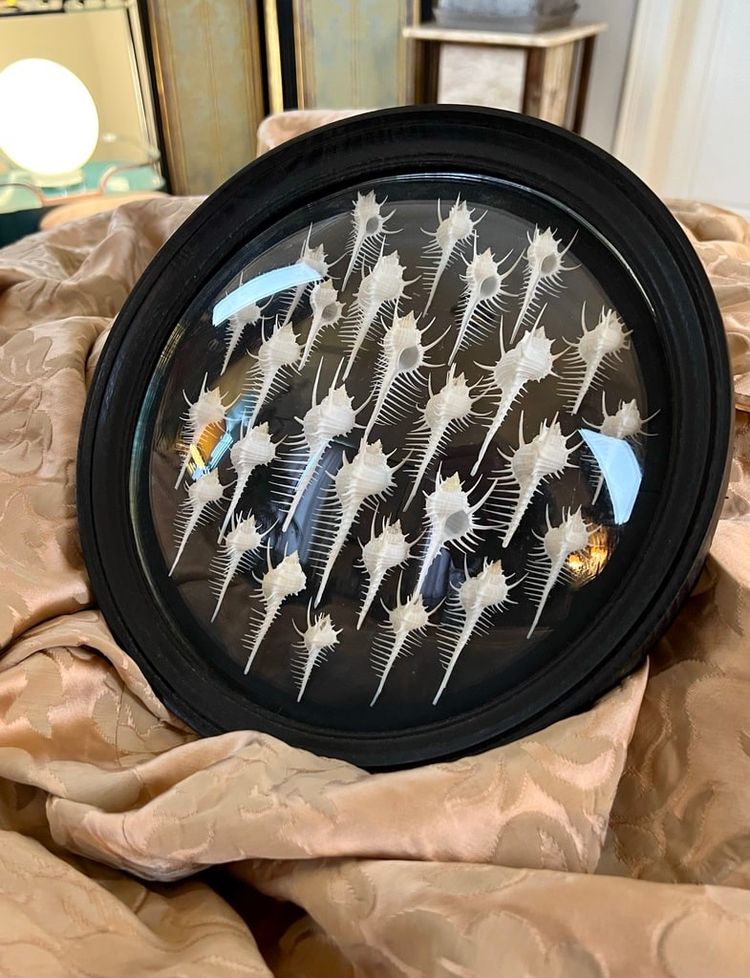Wall Frame in the Style of Cabinets of Curiosities - Murex Shells Comb of Venus