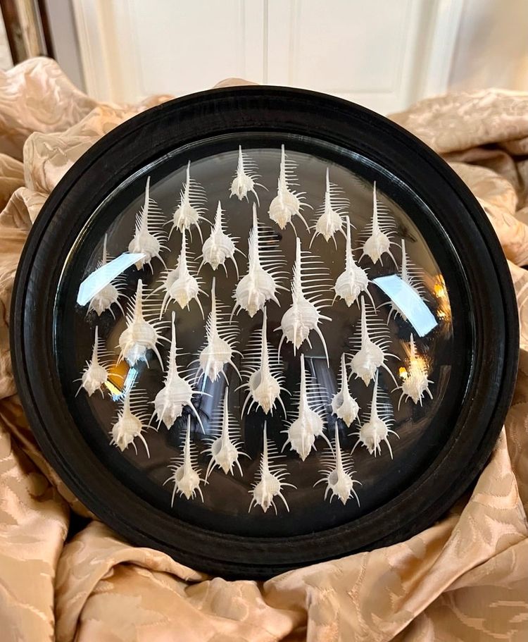 Wall Frame in the Style of Cabinets of Curiosities - Murex Shells Comb of Venus