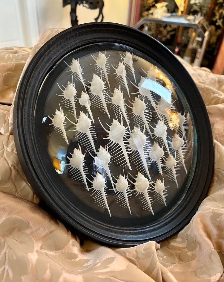 Wall Frame in the Style of Cabinets of Curiosities - Murex Shells Comb of Venus