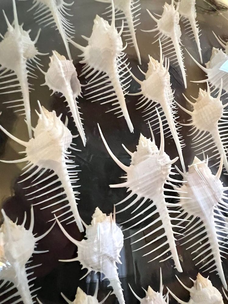 Wall Frame in the Style of Cabinets of Curiosities - Murex Shells Comb of Venus