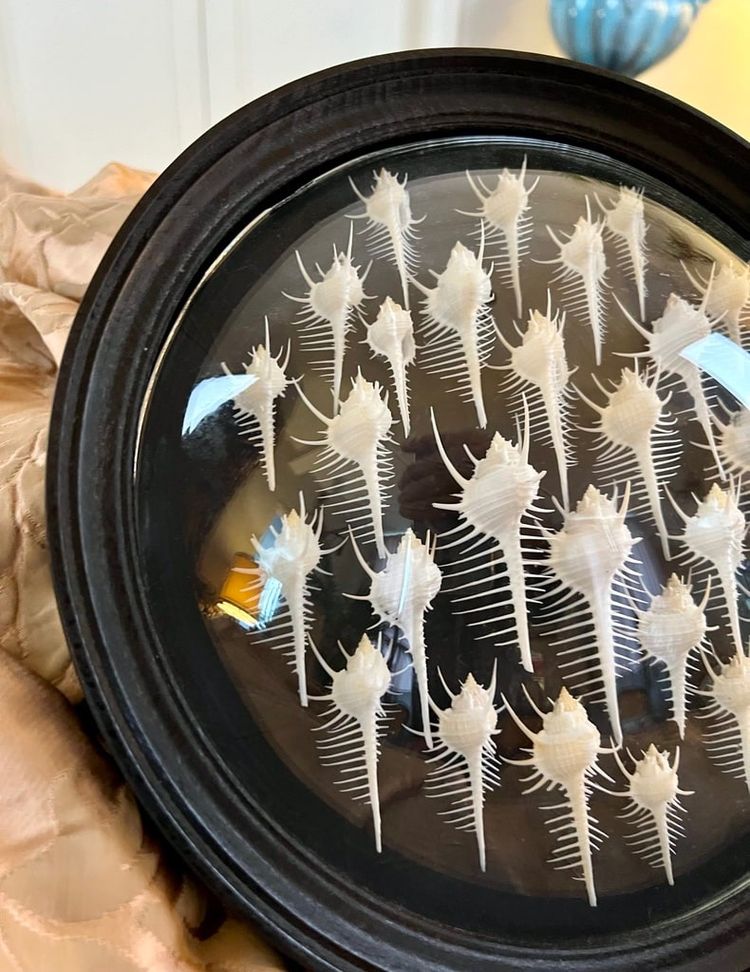 Wall Frame in the Style of Cabinets of Curiosities - Murex Shells Comb of Venus