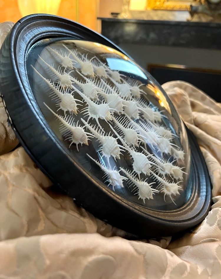 Wall Frame in the Style of Cabinets of Curiosities - Murex Shells Comb of Venus