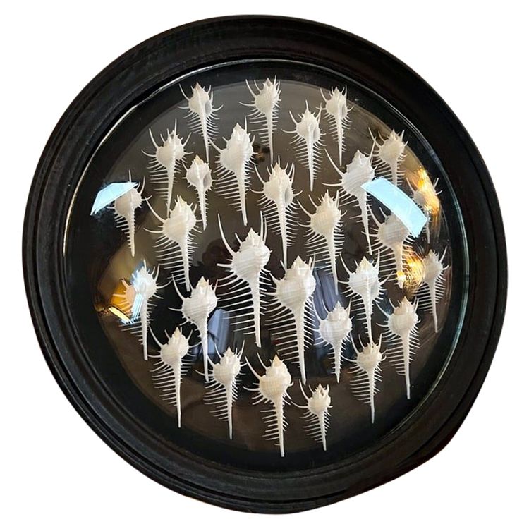 Wall Frame in the Style of Cabinets of Curiosities - Murex Shells Comb of Venus