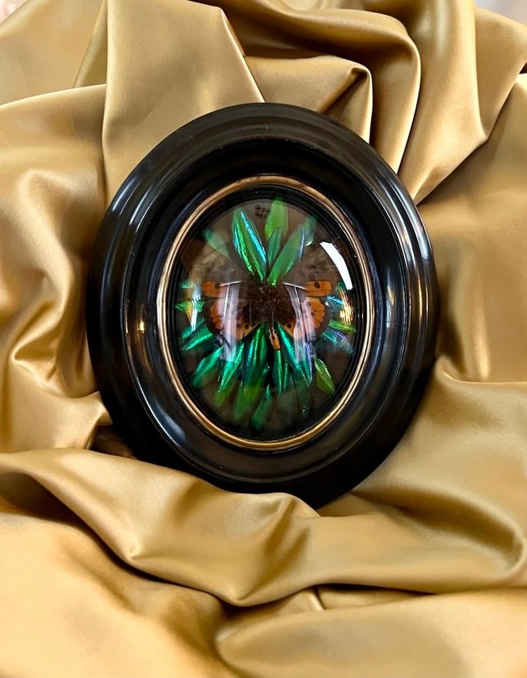 Cadre Napoléon III - Verre Bombé Bois Laiton - Insectes Naturalisés