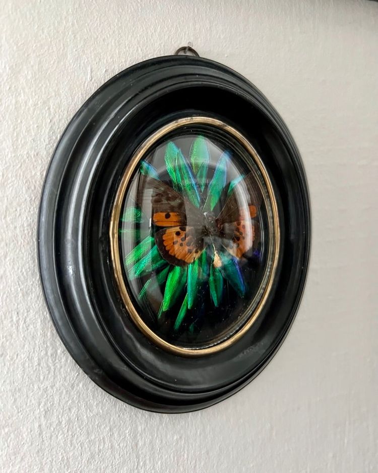 Cadre Napoléon III - Verre Bombé Bois Laiton - Insectes Naturalisés