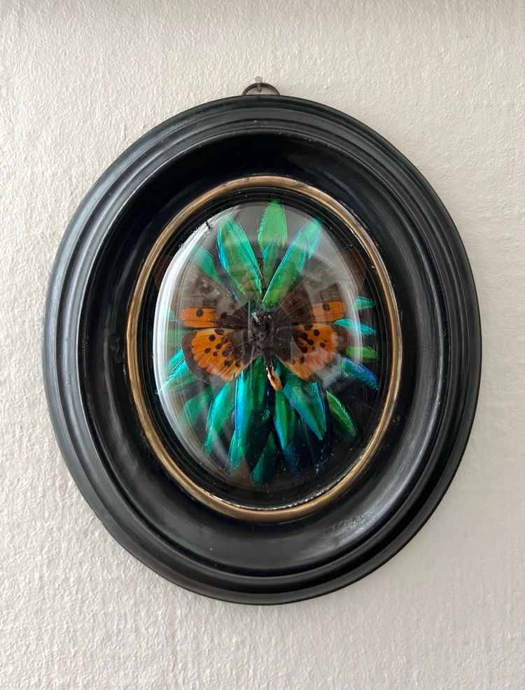 Cadre Napoléon III - Verre Bombé Bois Laiton - Insectes Naturalisés