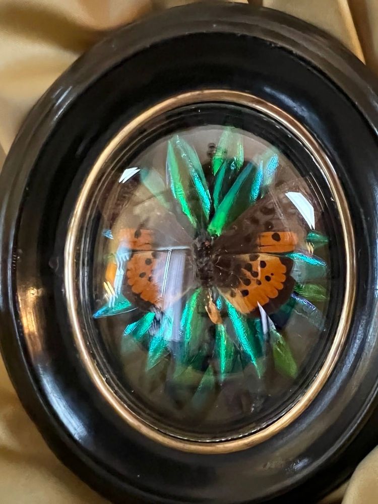 Cadre Napoléon III - Verre Bombé Bois Laiton - Insectes Naturalisés