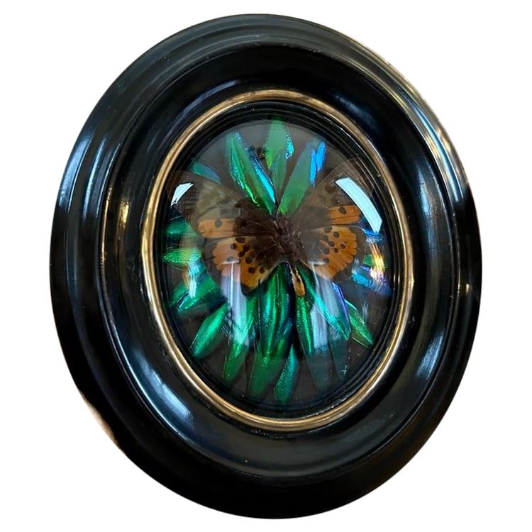 Cadre Napoléon III - Verre Bombé Bois Laiton - Insectes Naturalisés