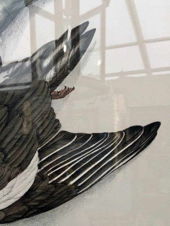 Pair Of Wood-pigeon Lithographs, Signed Jérôme Trolliet And Dated 1972