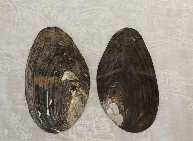 Paar bemalte Perlmuttmuscheln „Fischerpaar“, spätes 19. Jahrhundert – Le Tréport