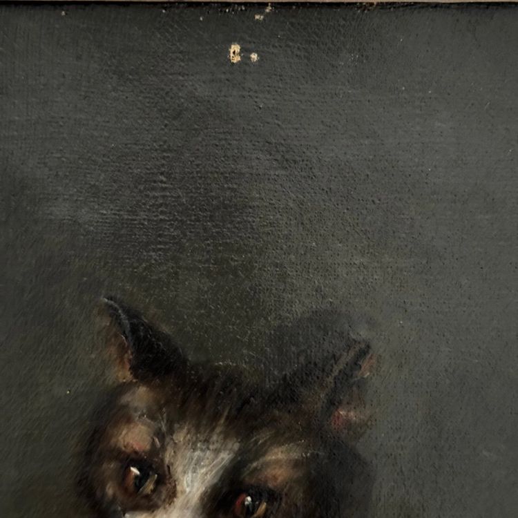 Öl auf Leinwand, Porträt einer Katze, signiert von Henriette Barry 1899