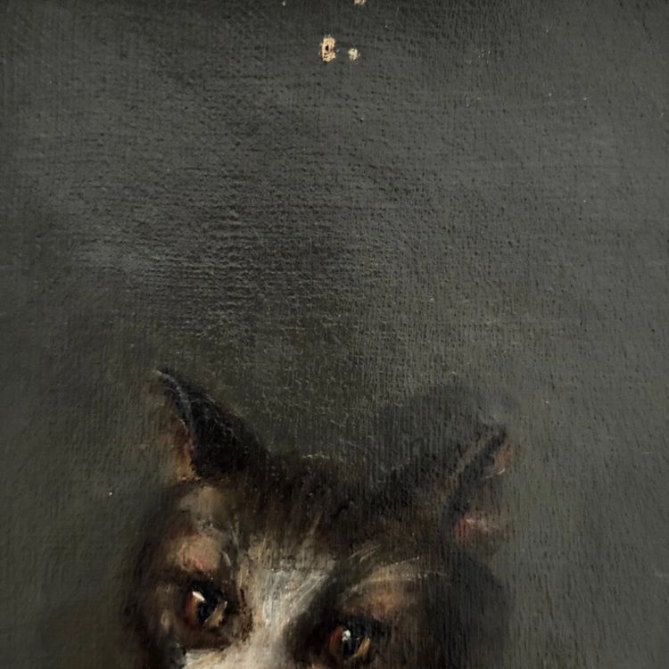 Öl auf Leinwand, Porträt einer Katze, signiert von Henriette Barry 1899