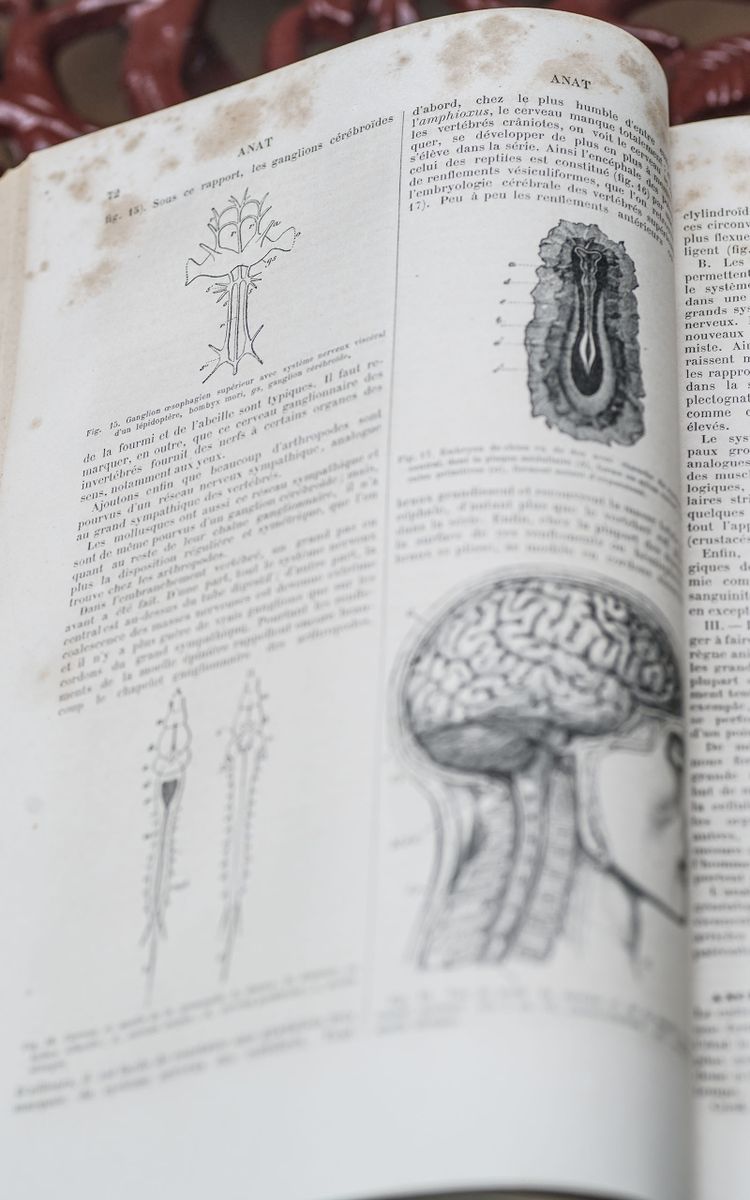 DICTIONARY OF ANTHROPOLOGICAL SCIENCES