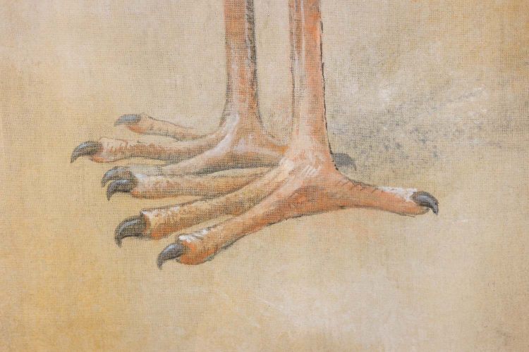 Bemalte Leinwand mit der Darstellung eines Schuhschnabels. Zeitgenössisch. LS6347908M