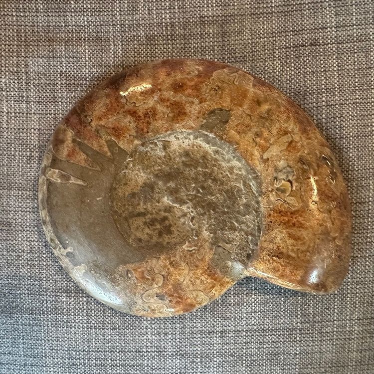 Ammonite fossil