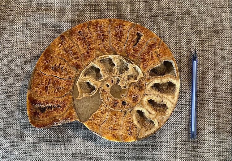 Ammonite fossil