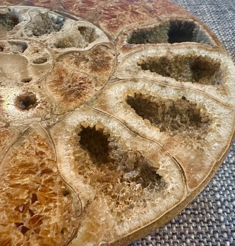 Ammonite fossil