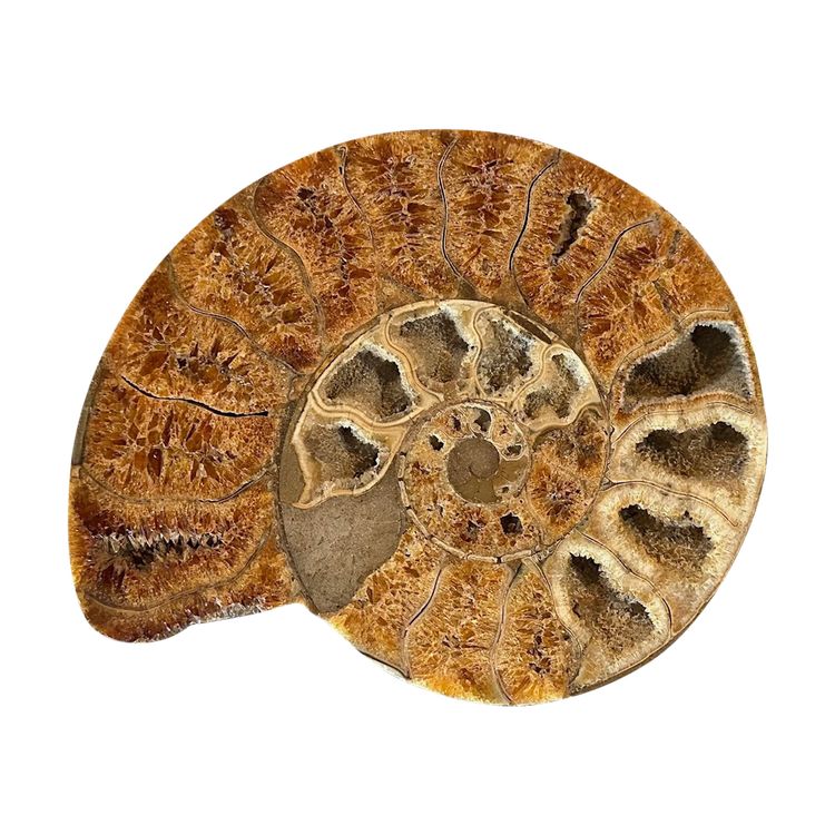 Ammonite fossil