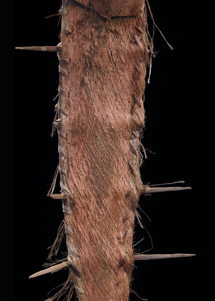 cintura cerimoniale, arte oceaniana, Papua Nuova Guinea, arte tribale, Oceania