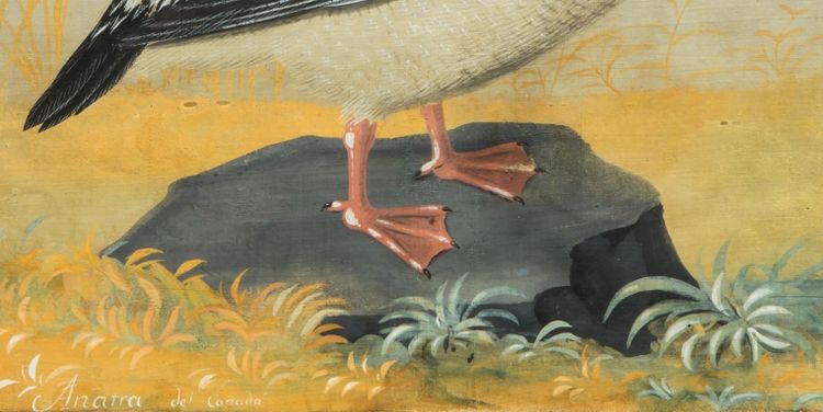 Peintre lombard de la fin du XVIIIe/début du XIXe siècle (style Raineri) "Frégate avec Libellule"
