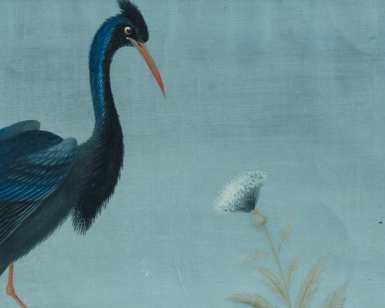 Lombard painter of the late 18th/19th century (Raineri style) "American Blue Heron"