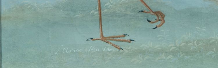 Lombard painter of the late 18th/19th century (Raineri style) "American Blue Heron"