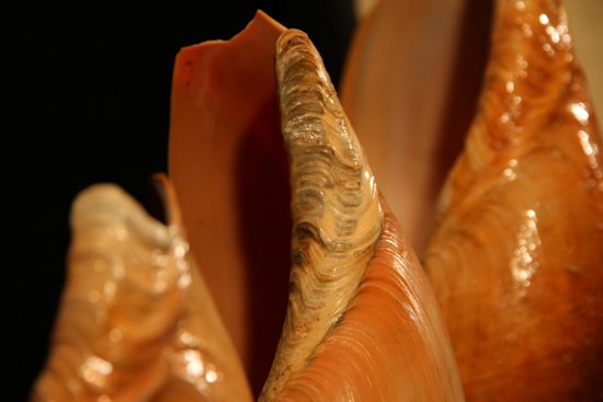 Four shells on a base, Gulf of Guinea