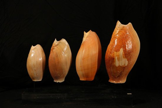 Four shells on a base, Gulf of Guinea