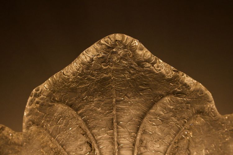 Pair of Aux Feuilles d'Acanthes sconces