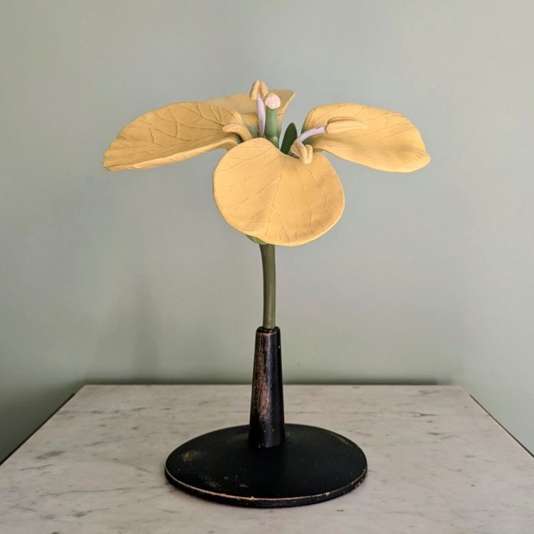 Modèle botanique d'une fleur de Colza (brassica napus)