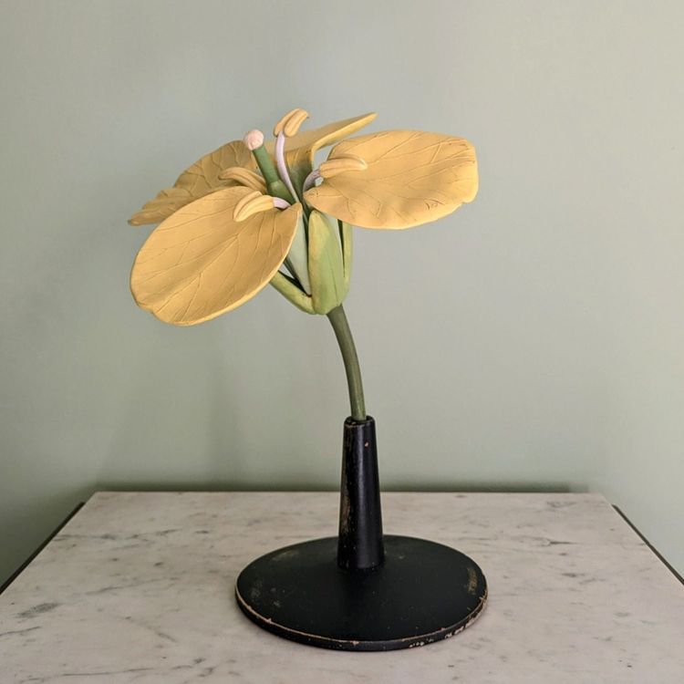 Modèle botanique d'une fleur de Colza (brassica napus)