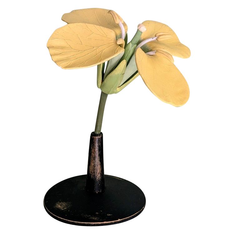 Modèle botanique d'une fleur de Colza (brassica napus)