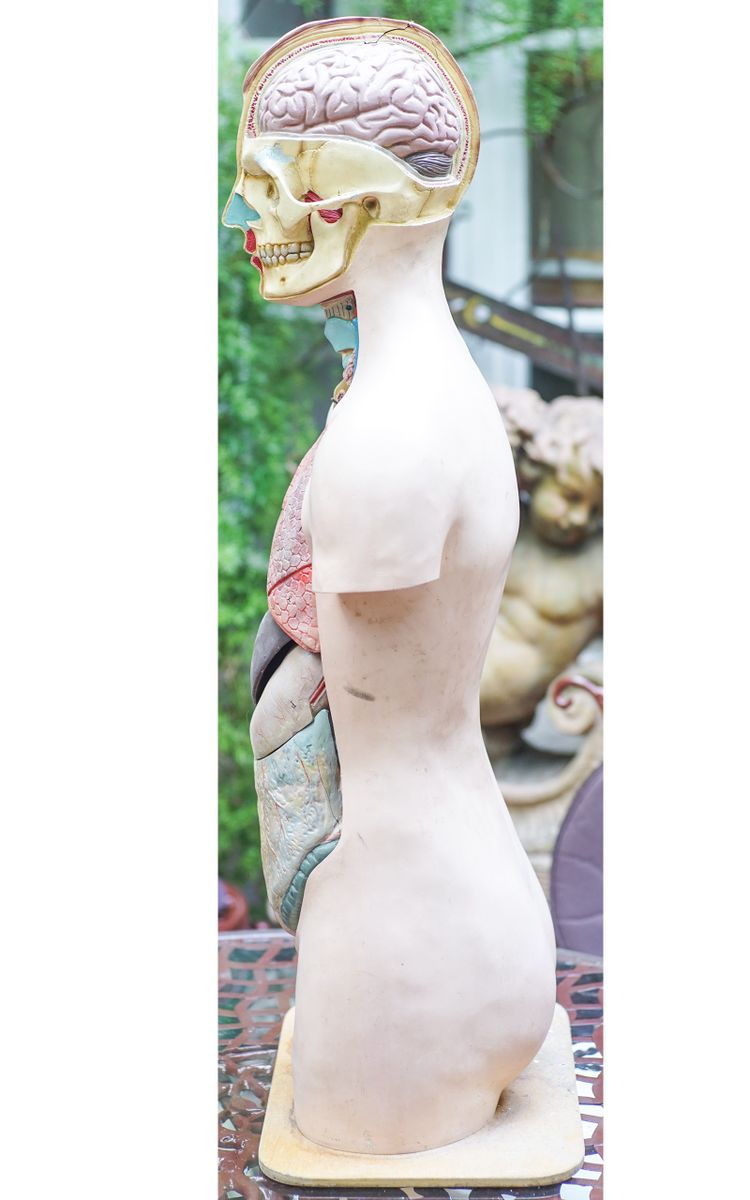 L'ECORCHÉ Medizinischer anatomischer Torso