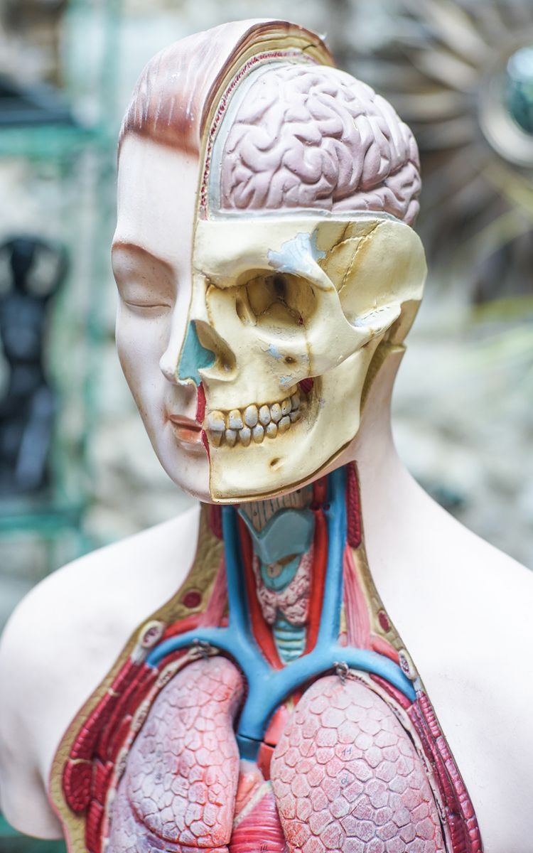 L'ECORCHÉ Medizinischer anatomischer Torso